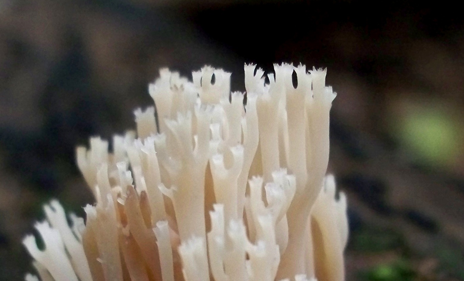 Artomyces pyxidatus (Pers.) Jlich 1982